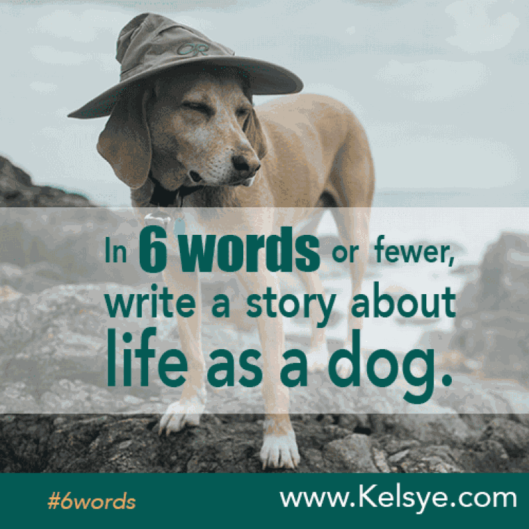 6lifeasadog